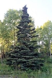 Harvesting Spruce Trees for Food and Medicine